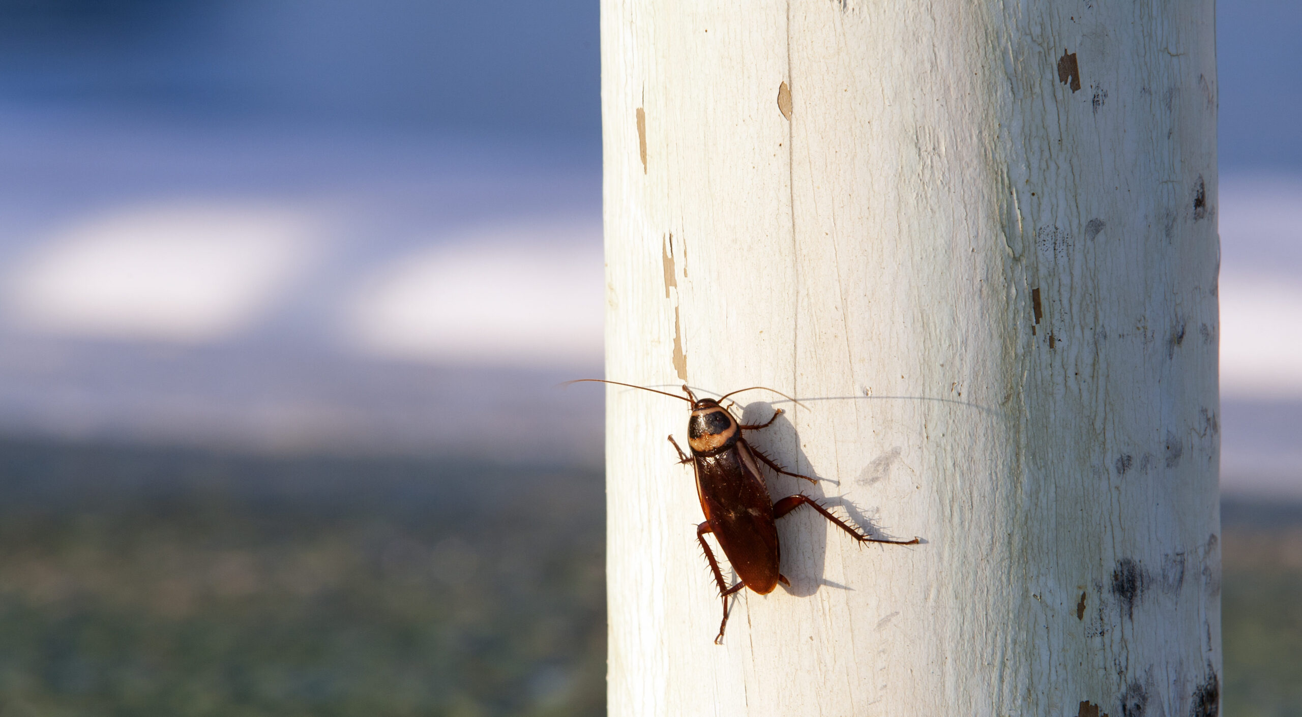 Exactly How to Discover Ideal Pest Control Services
